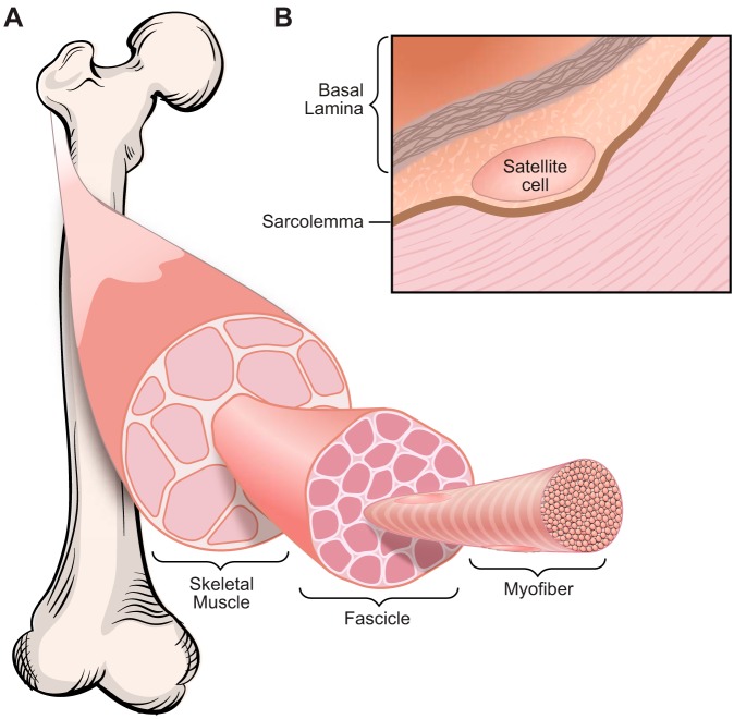 FIGURE 1.