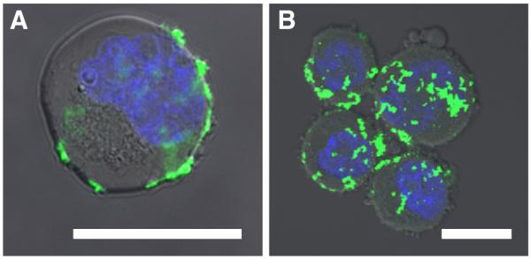 Fig. 10