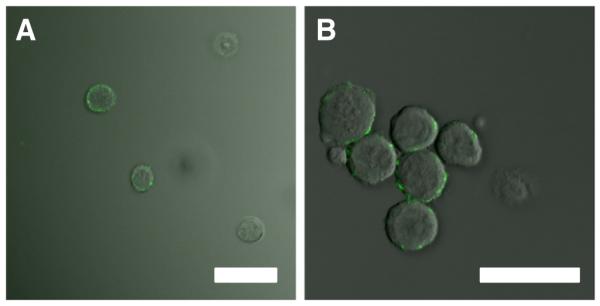 Fig. 14