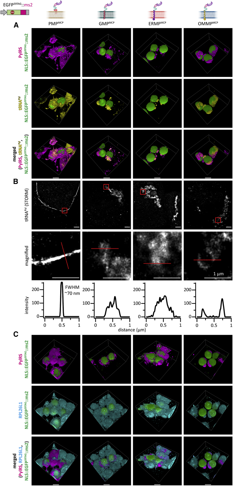 Figure 4