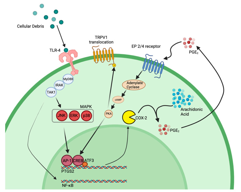 Figure 11