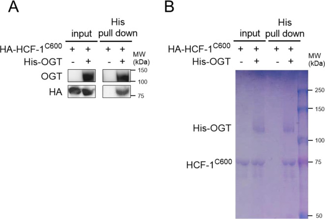 Figure 5—figure supplement 1.