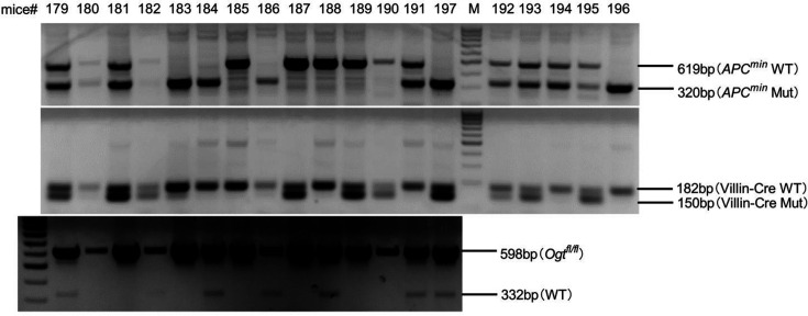 Figure 2—figure supplement 1.