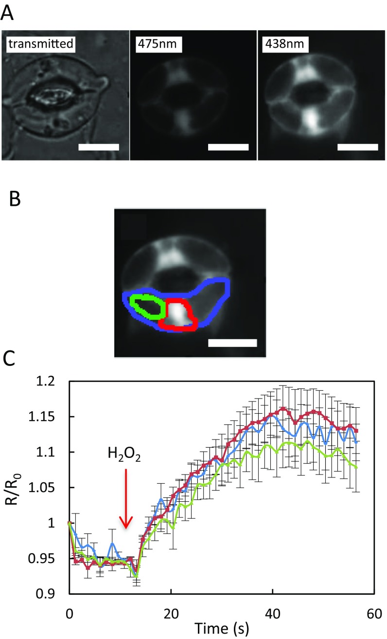 Fig. S1.