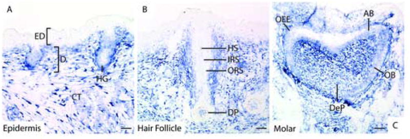 Figure 9