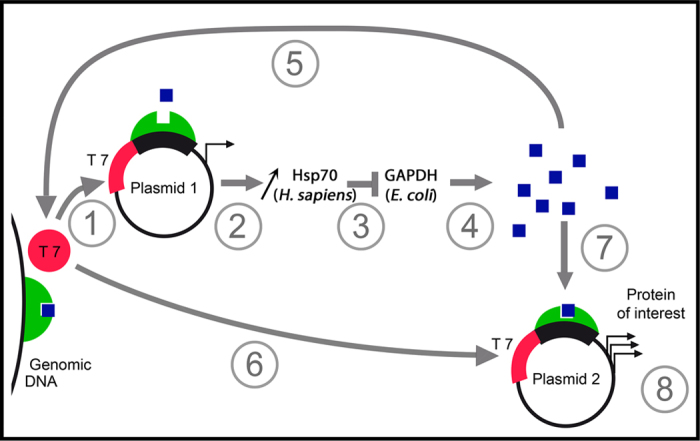 Figure 7