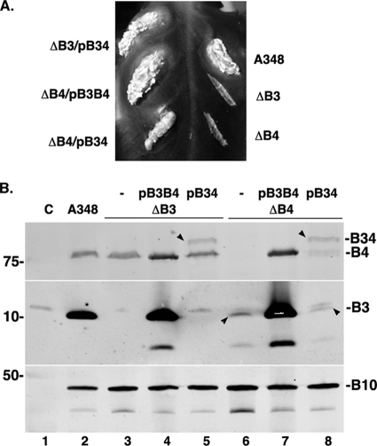 FIG. 2.