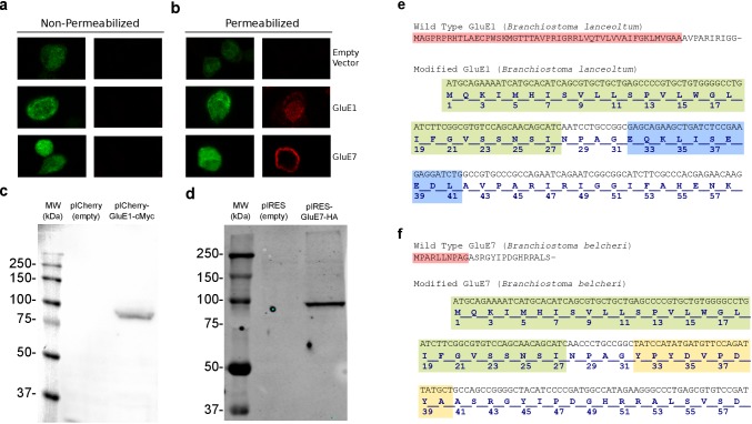 Figure 4—figure supplement 1.