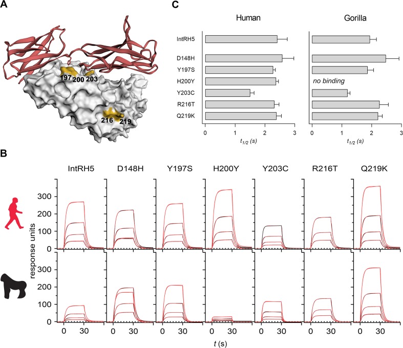 Fig 4