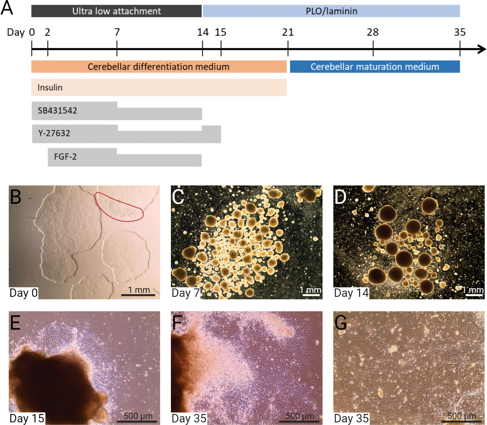 Figure 1: