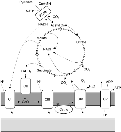 Fig. 1