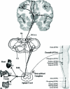 <b>Figure 1</b>