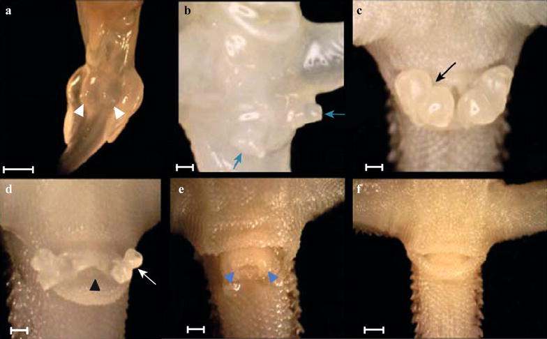 Fig. 5