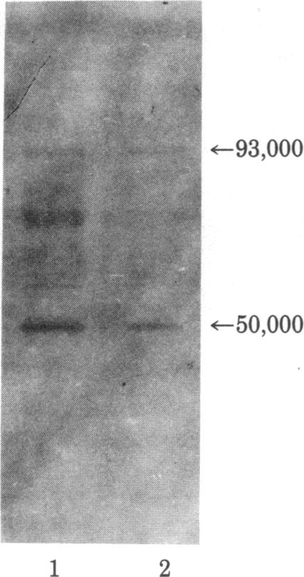 graphic file with name pnas00448-0195-a.jpg