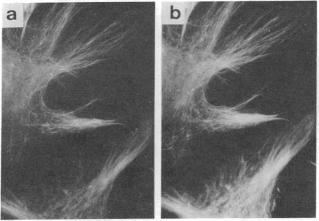 graphic file with name pnas00448-0194-d.jpg