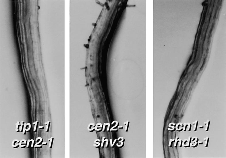 Figure 6.