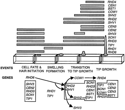 Figure 7.