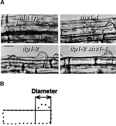 Figure 5.