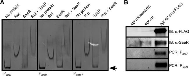 Fig 5