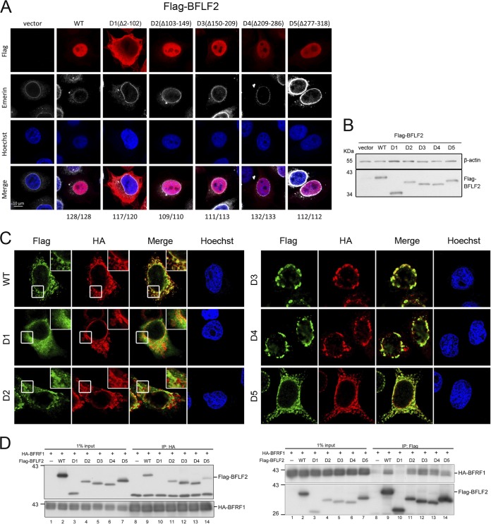 FIG 2