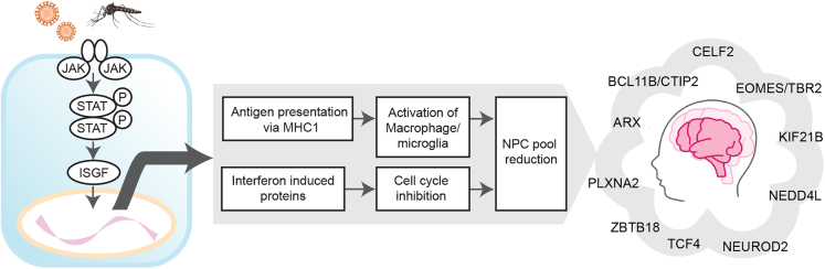 Figure 5