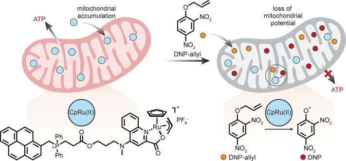 Figure 24