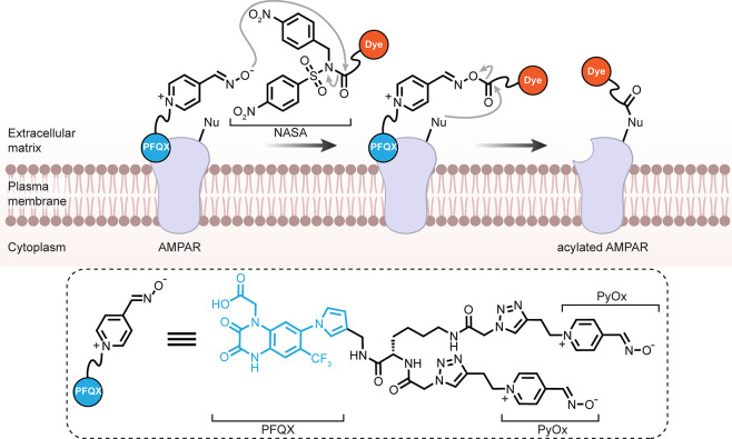 Figure 32