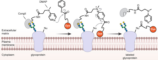 Figure 21