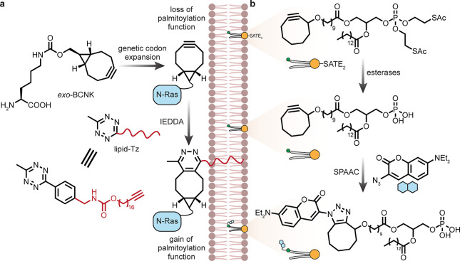 Figure 22