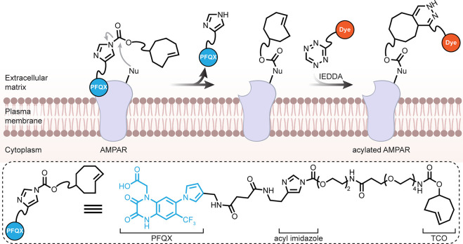 Figure 31