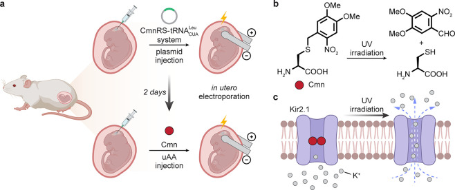 Figure 13