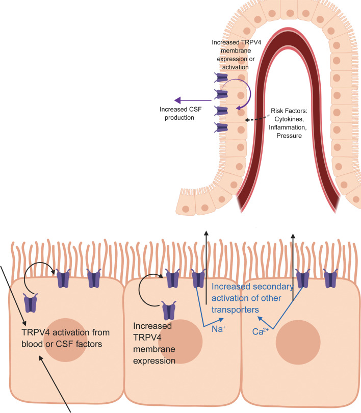 graphic file with name jciinsight-5-137646-g011.jpg