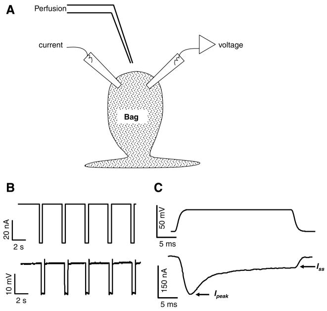 Fig. 1