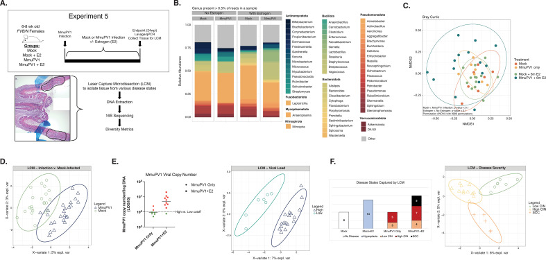 A scientific figure of microbiome experiment visuals depicts the timeline with estrogen impact, genus abundance comparison, NMDS plots for treatment effects, PCA plots of infection and viral load, and disease state counts with histology.