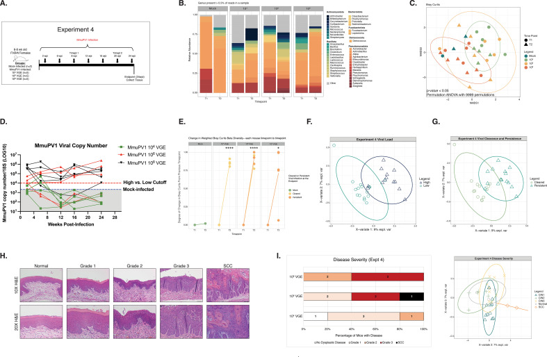 A scientific figure of microbiome research visuals depicts the experimental design, microbial abundance charts, diversity NMDS plots, viral load graph, tissue pathology slides, and disease severity analysis.