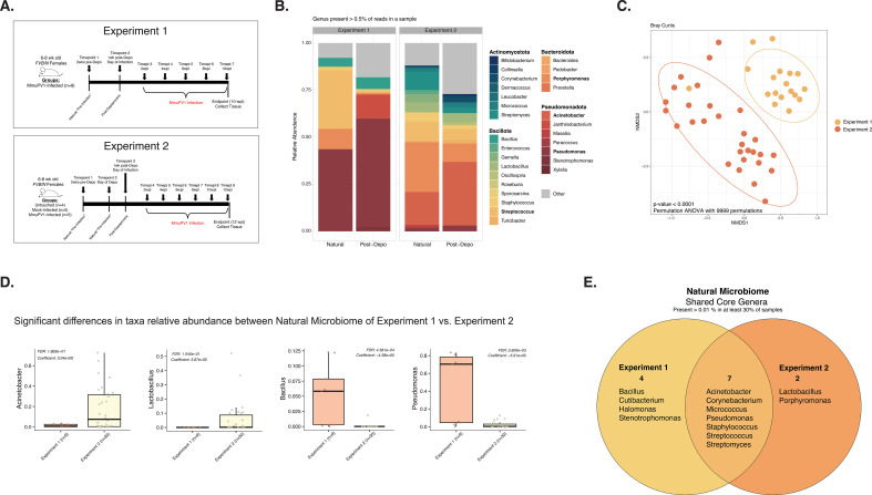 A scientific diagram depicts the comparison of microbiome experiments: Timelines, genus abundance bar charts, NMDS composition plot, taxa abundance boxplots, and shared genera Venn diagram.