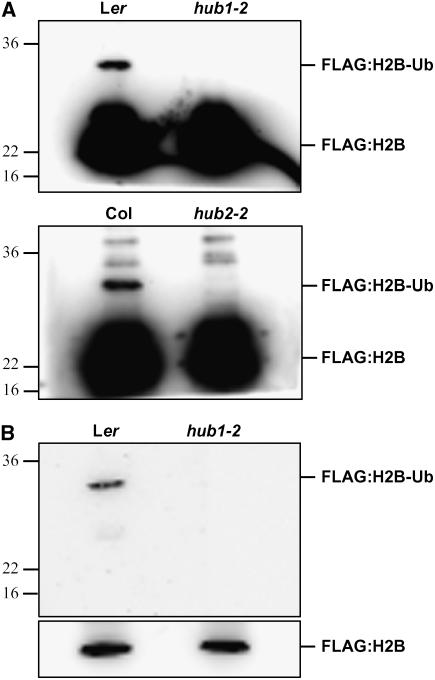 Figure 7.