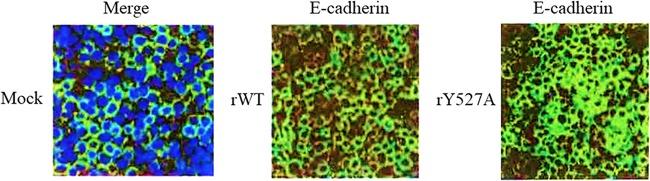 graphic file with name JVI.01857-19-f0006.jpg