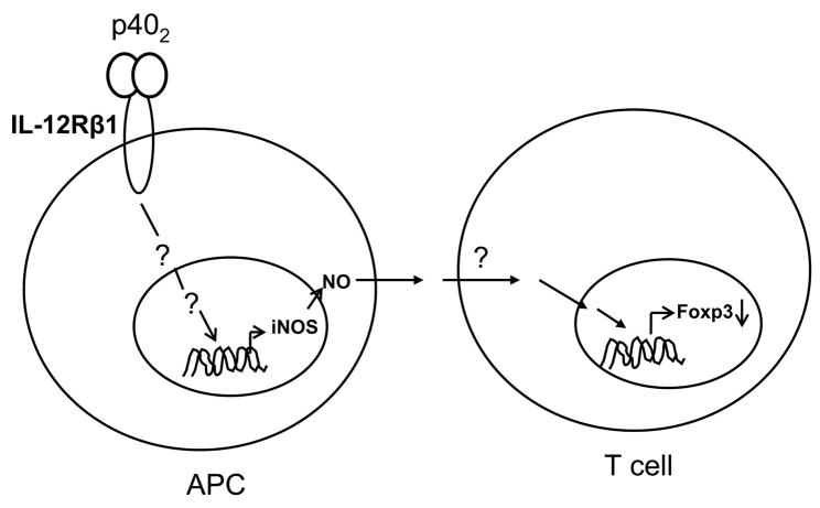 Fig. 12