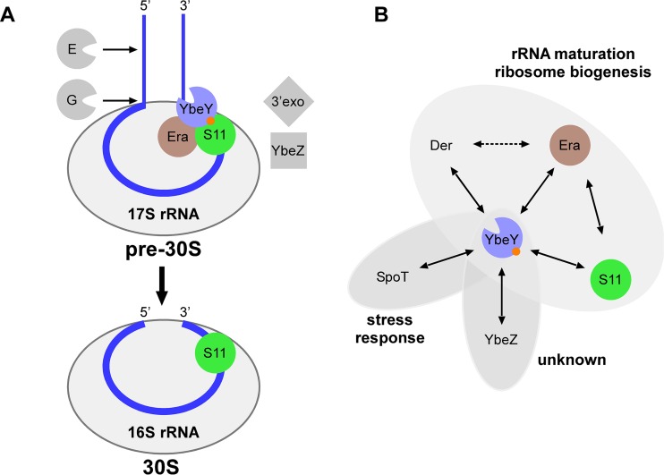 FIG 6 