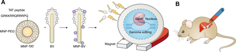 Fig. 13