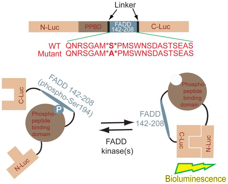 FIG. 1