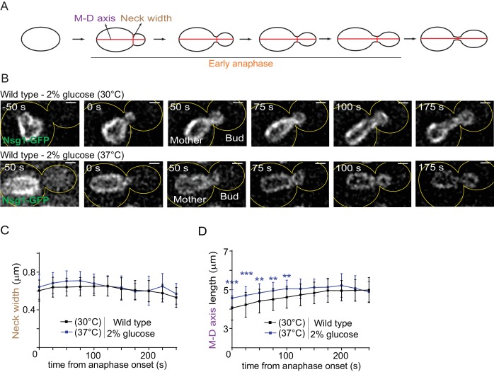 Figure 2—figure supplement 2.