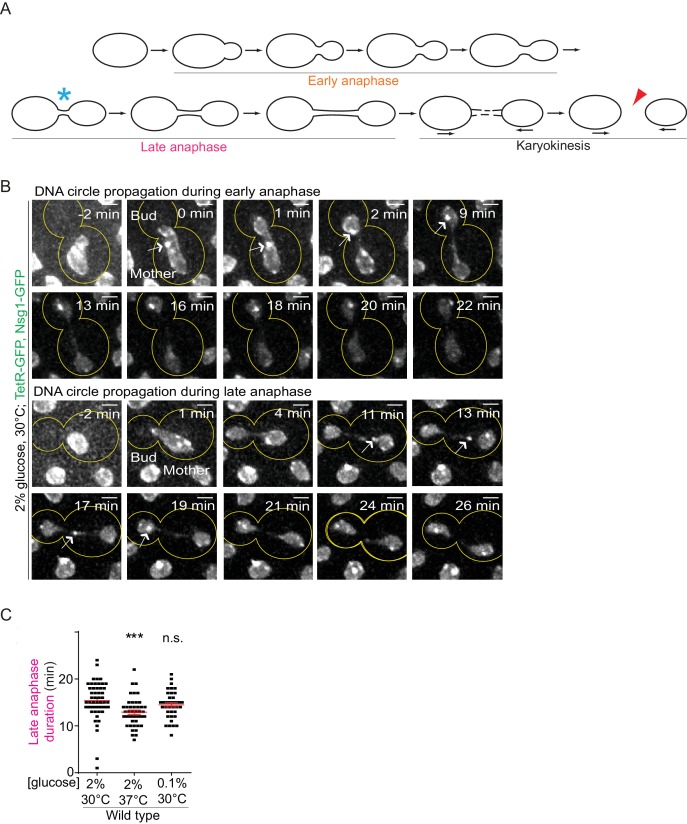 Figure 2—figure supplement 1.