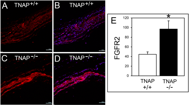 Fig. 7: