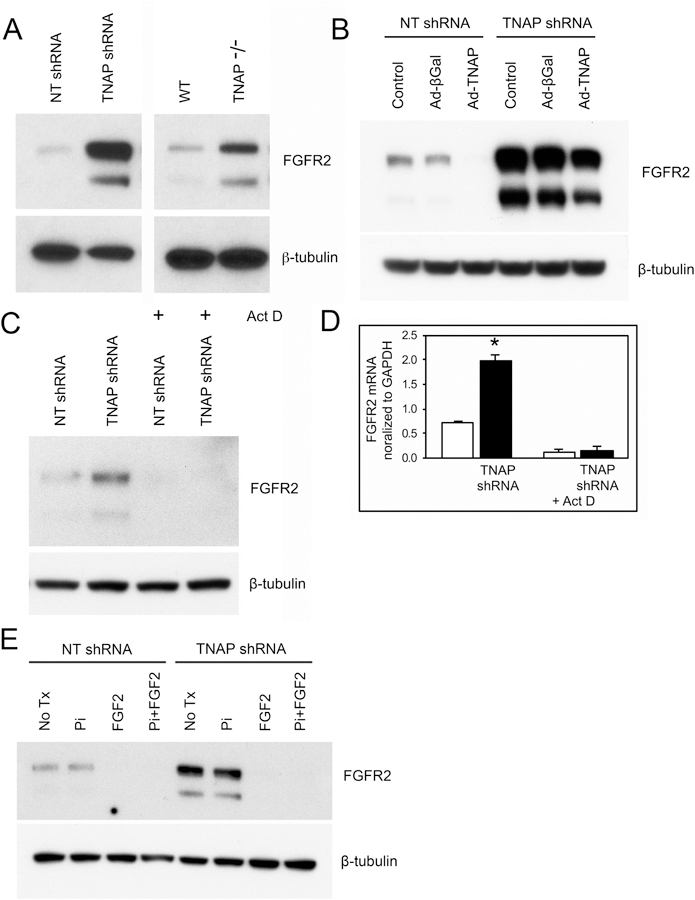 Fig. 6: