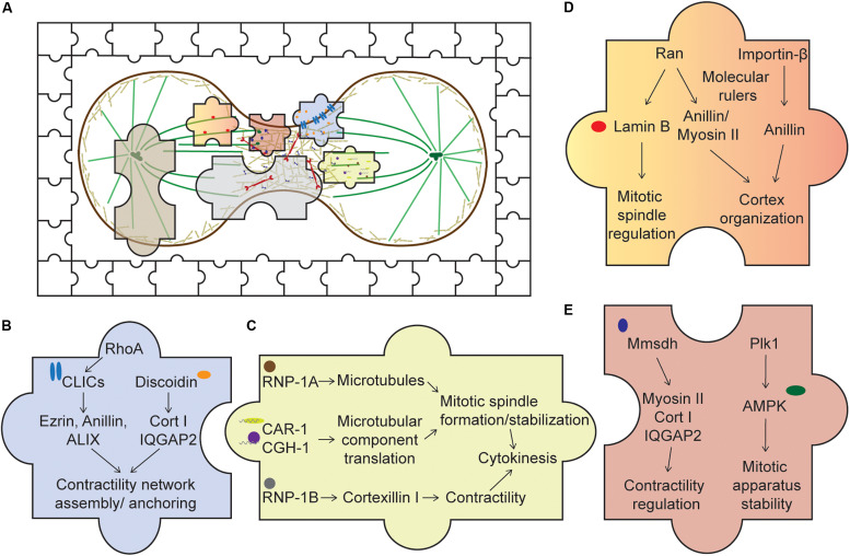 FIGURE 2