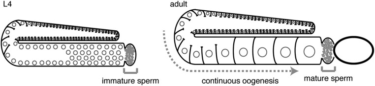 Fig. S3.