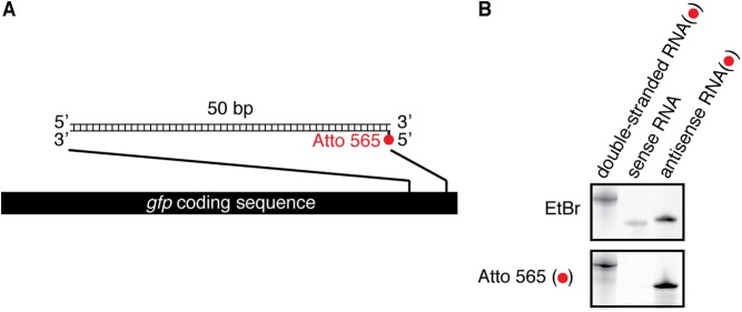 Fig. S10.