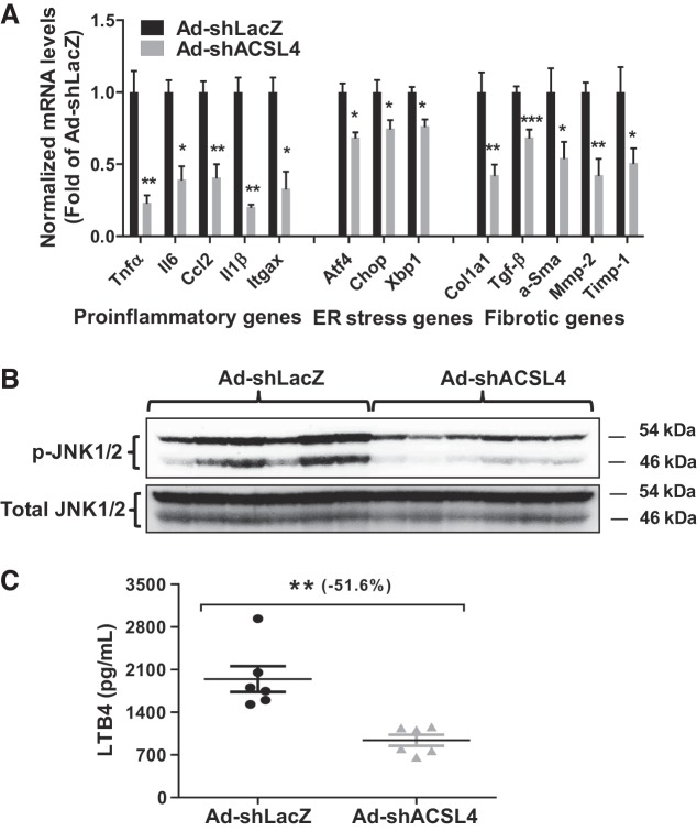 Fig. 10.